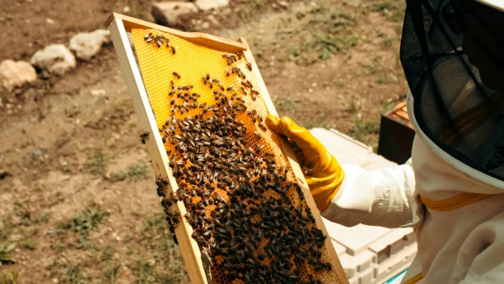 Sydney City Farm Volunteer Working Bees event photo 1