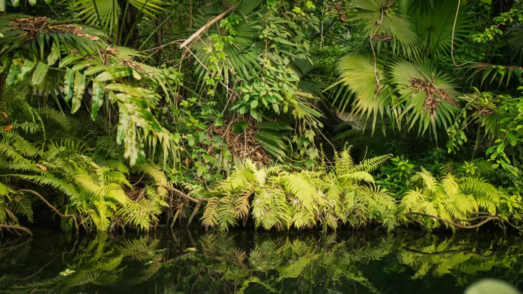 Alchemy of a Rainforest event photo 1