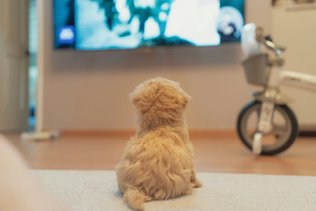 Top Dog Film Festival